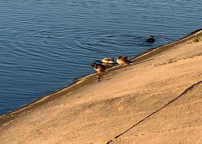 Apartment Apartament Lacul Morii Nou *